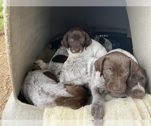 German Shorthaired Pointer Puppy for sale in CONCORD, NC, USA