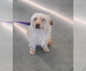 Mutt Dogs for adoption in San Martin, CA, USA
