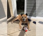 Small #3 American Pit Bull Terrier Mix