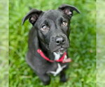 Small #22 Labrador Retriever Mix