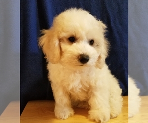 Poochon Puppy for sale in PANAMA CITY, FL, USA