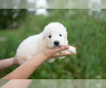 Small #9 Great Pyrenees