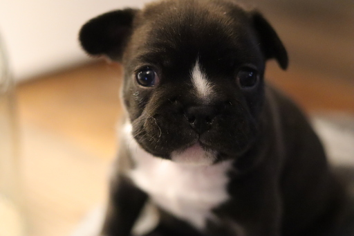 Medium Photo #5 French Bulldog Puppy For Sale in ALEXANDRIA, OH, USA