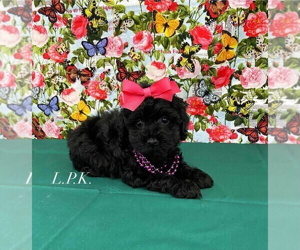 Medium Photo #1 Schnoodle (Miniature) Puppy For Sale in WINNSBORO, LA, USA
