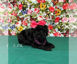 Schnoodle (Miniature) Puppy for sale in WINNSBORO, LA, USA