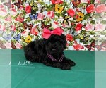 Image preview for Ad Listing. Nickname: Tiny Carmen