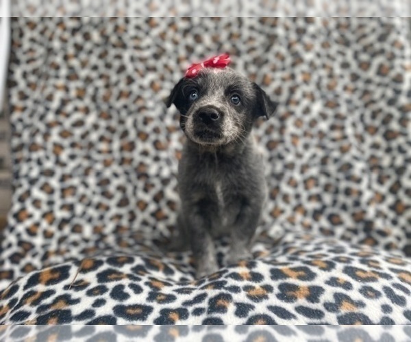 Medium Photo #3 Australian Cattle Dog Puppy For Sale in LAKELAND, FL, USA
