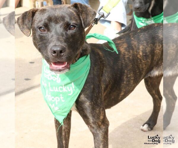 Medium Photo #4 Labrador Retriever-Unknown Mix Puppy For Sale in Washington, DC, USA