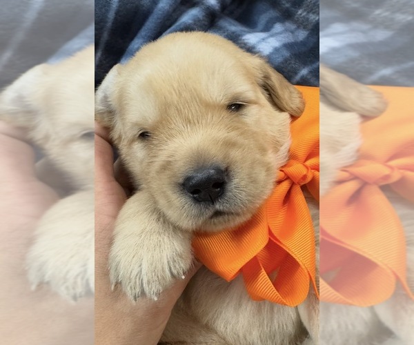 Medium Photo #9 Golden Retriever Puppy For Sale in FREMONT, OH, USA