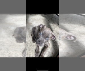 Cane Corso Puppy for sale in TROY, NY, USA