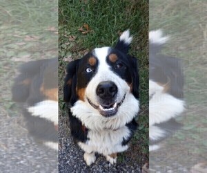 Mother of the Alaskan Malamute-Bernese Mountain Dog Mix puppies born on 10/12/2025