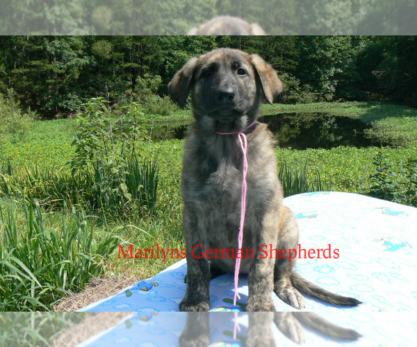Medium Photo #2 German Shepherd Dog Puppy For Sale in PIEDMONT, MO, USA