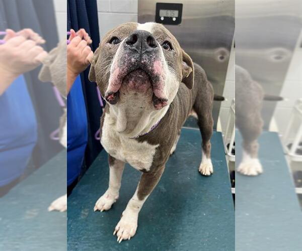 Medium Photo #1 American Bulldog-Unknown Mix Puppy For Sale in Mobile, AL, USA