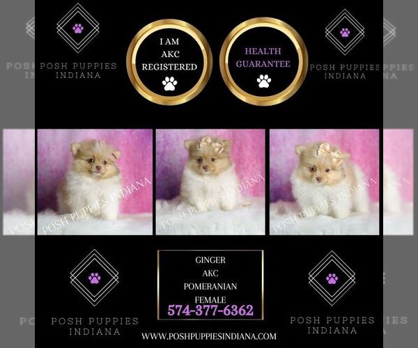 Medium Photo #2 Pomeranian Puppy For Sale in WARSAW, IN, USA