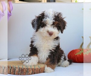 Bernedoodle (Miniature) Puppy for sale in NARVON, PA, USA