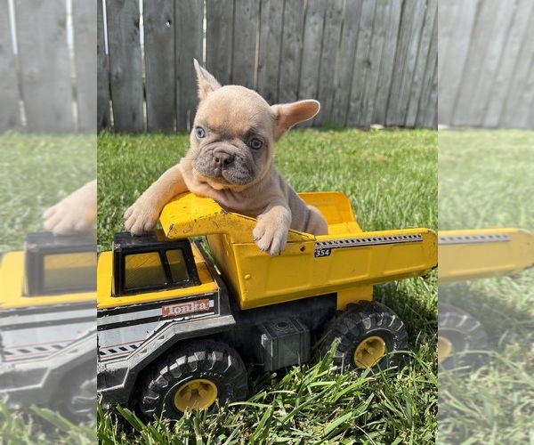 Medium Photo #1 French Bulldog Puppy For Sale in MIDDLEBURY, IN, USA