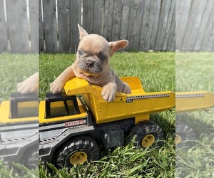 French Bulldog Puppy for sale in MIDDLEBURY, IN, USA