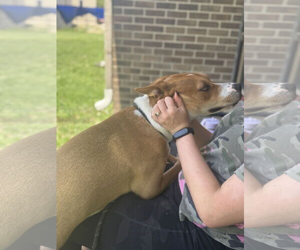 Medium Photo #6 Basenji-Unknown Mix Puppy For Sale in Rowlett, TX, USA
