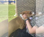 Small #5 Basenji Mix