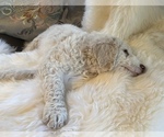 Small Photo #12 Goldendoodle Puppy For Sale in DAVIS, CA, USA