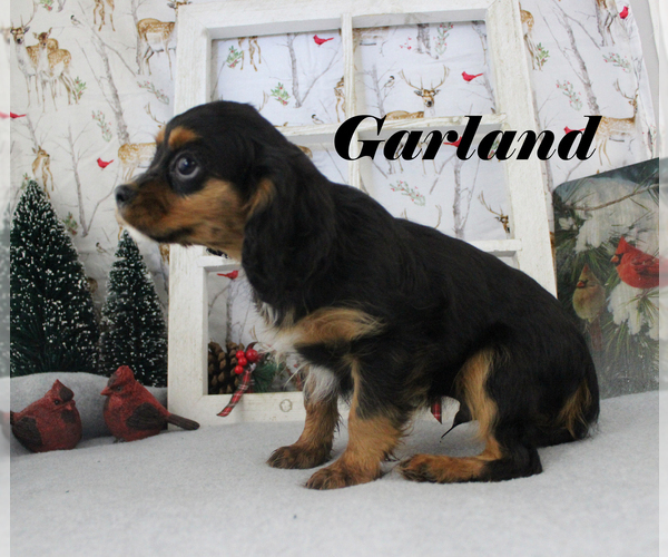Medium Photo #13 Cavalier King Charles Spaniel Puppy For Sale in CHANUTE, KS, USA