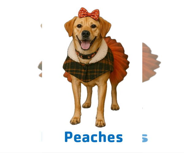 Medium Photo #4 Labrador Retriever-Unknown Mix Puppy For Sale in Garner, NC, USA