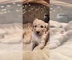 Puppy 2 Goldendoodle