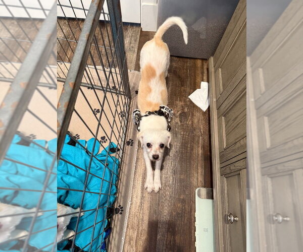 Medium Photo #4 Maltese Puppy For Sale in Salt Lake City, UT, USA