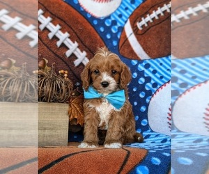 Cavapoo Puppy for sale in OXFORD, PA, USA