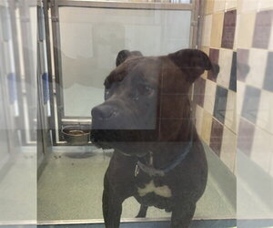 Mutt Dogs for adoption in Plano, TX, USA