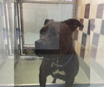 A220729 - Male Mutt Dog for Adoption - Small photo