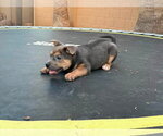Small #3 Jack Russell Terrier-Staffordshire Bull Terrier Mix