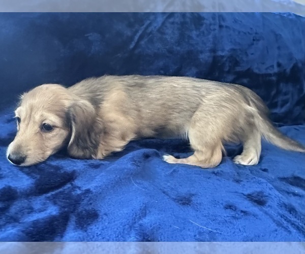 Medium Photo #5 Dachshund Puppy For Sale in MEMPHIS, TN, USA