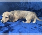 Small #4 Dachshund