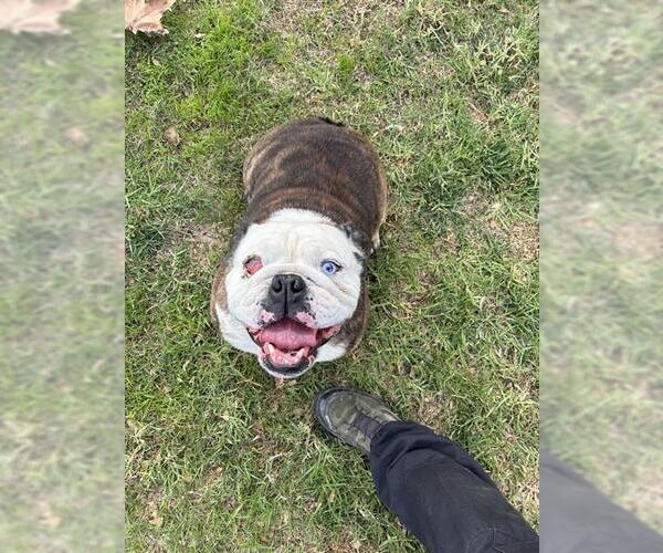 Medium Photo #1 Bulldog Puppy For Sale in Riverside, CA, USA