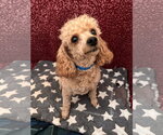Small #4 Poodle (Miniature)
