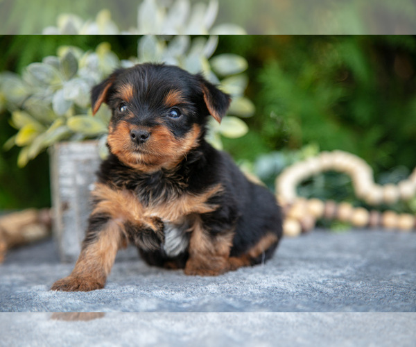 Medium Photo #3 Yorkshire Terrier Puppy For Sale in KIRKWOOD, PA, USA