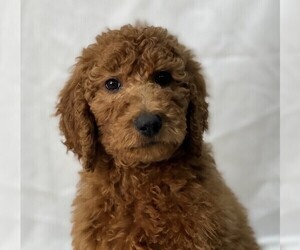 Poodle (Standard) Puppy for sale in DUNDEE, OH, USA