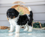 Small #2 Poodle (Miniature)