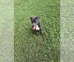 Small #8 Great Dane Mix