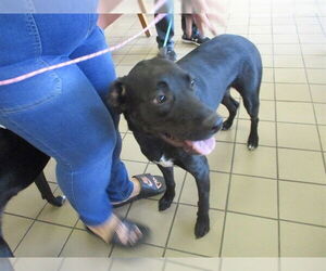 Labrador Retriever-Unknown Mix Dogs for adoption in Ocala, FL, USA