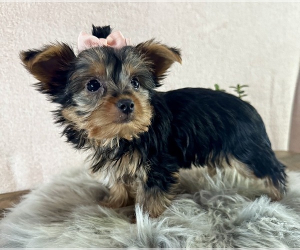 Medium Photo #5 Yorkshire Terrier Puppy For Sale in NAPPANEE, IN, USA