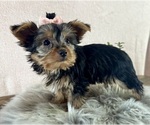Small #4 Yorkshire Terrier