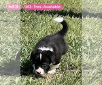 Small Photo #19 Pembroke Welsh Corgi Puppy For Sale in SUMMERVILLE, GA, USA