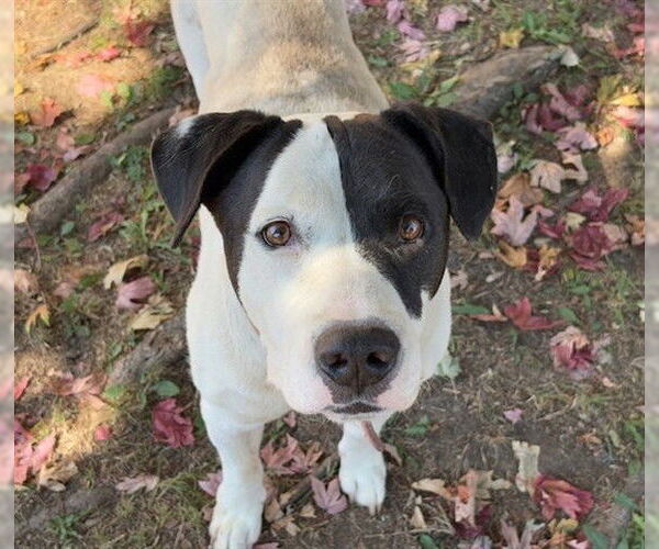 Medium Photo #2 American Pit Bull Terrier-Unknown Mix Puppy For Sale in Tulsa, OK, USA