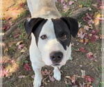 Small #1 American Pit Bull Terrier Mix