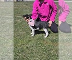 Small Photo #18 Fox Terrier (Smooth)-Rat Terrier Mix Puppy For Sale in FRANCESVILLE, IN, USA