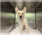Small #5 Siberian Husky Mix
