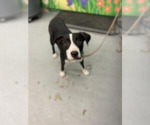 American Staffordshire Terrier Dogs for adoption in Waco, TX, USA