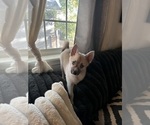 Small #94 Pomsky